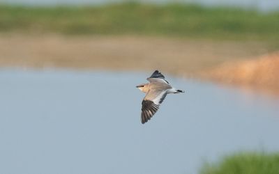 Small pratincole (Glareola lactea)