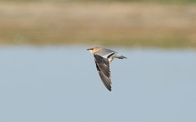 Small pratincole (Glareola lactea)