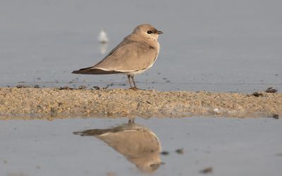 Small pratincole (Glareola lactea)