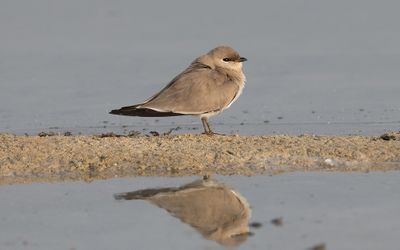 Small pratincole (Glareola lactea)