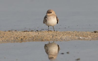 Small pratincole (Glareola lactea)