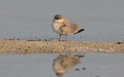 Small pratincole (Glareola lactea)
