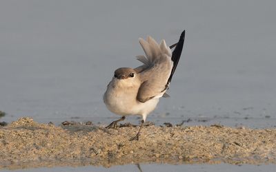Small pratincole (Glareola lactea)
