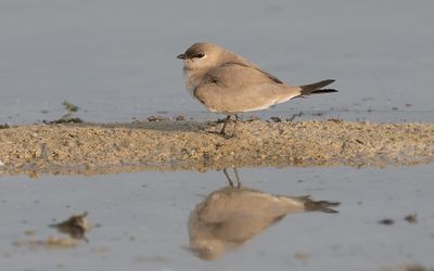 Small pratincole (Glareola lactea)
