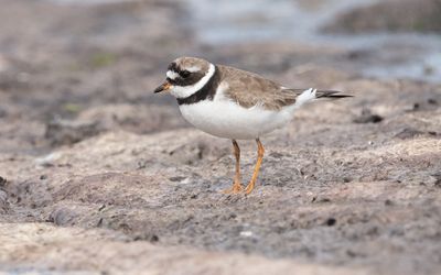 Common ringed plover (Charadrius hiaticula)