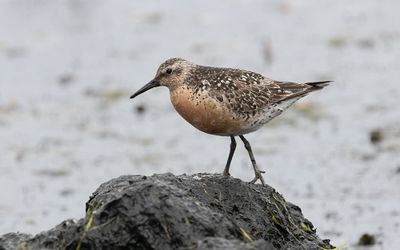 Red knot (Calidris canutus)