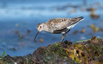 Dunlin (Calidris alpina)