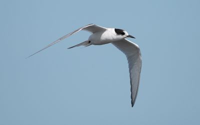 Arctic tern (Sterna paradisaea)
