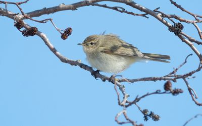 Common chiffchaff (Phylloscopus collybita)