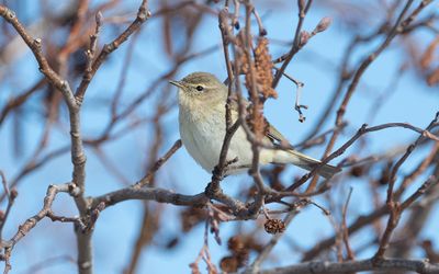 Common chiffchaff (Phylloscopus collybita)