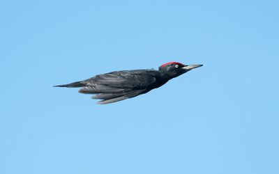 Black woodpecker (Dryocopus martius)