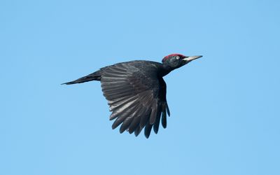 Woodpeckers