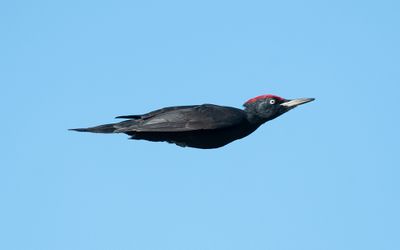 Black woodpecker