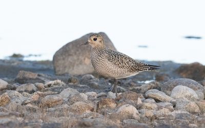 European golden plover