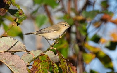 Common chiffchaff (Phylloscopus collybita)