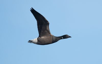 Dark-bellied brant (Branta bernicla bernicla)