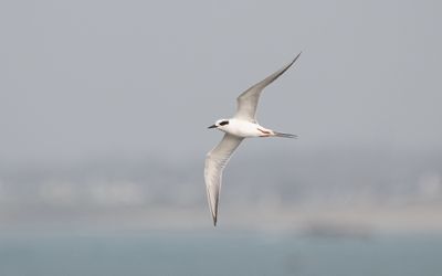 Forster's tern