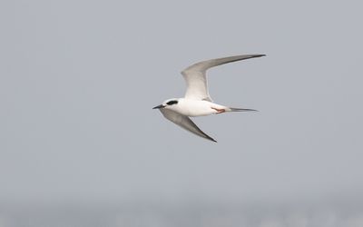 Forster's tern (Sterna forsteri)