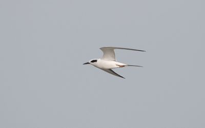 Forster's tern (Sterna forsteri)