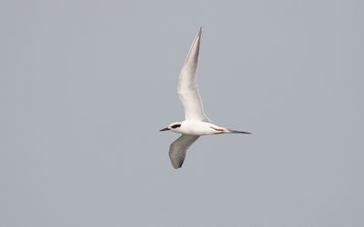 Forster's tern (Sterna forsteri)