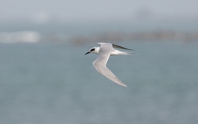 Forster's tern (Sterna forsteri)