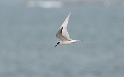 Forster's tern (Sterna forsteri)