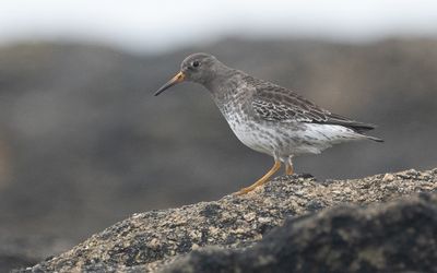 Purple sandpiper