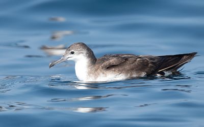 Persian shearwater (Puffinus persicus)