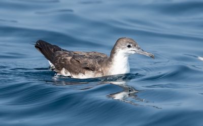 Persian shearwater (Puffinus persicus)