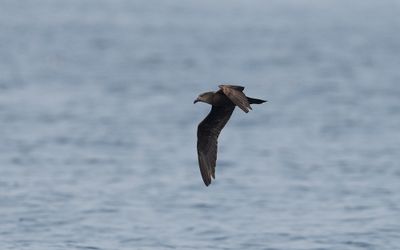 Jouanin's petrel