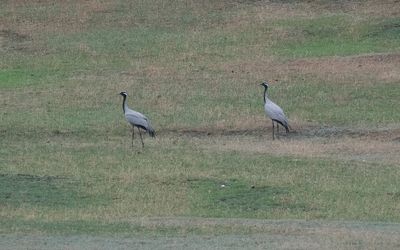 Demoiselle crane (Grus virgo)