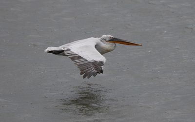 Dalmatian pelican (Pelecanus crispus)