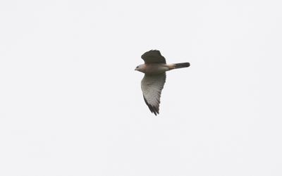 Levant sparrowhawk (Accipiter brevipes)