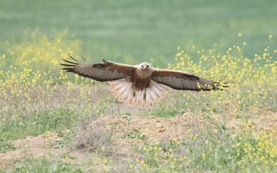 Long-legged buzzard (Buteo rufinus)
