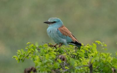 European roller (Coracias garrulus)