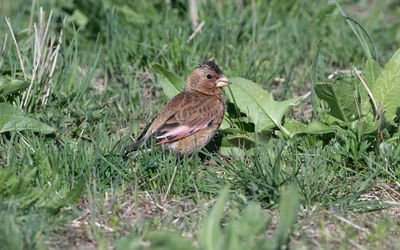 Asian crimson-winged finch (Rhodopechys sanguineus)