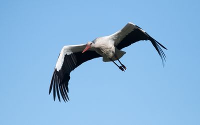 White stork (Ciconia ciconia)