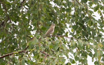 16 Jun-2 Jul 2024 Booted warbler