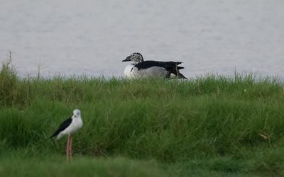 Knob-billed duck (Sarkidiornis melanotos)