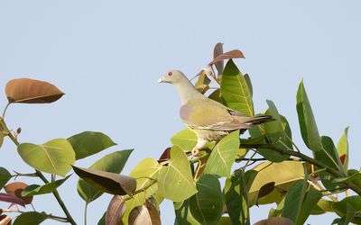 Bruce's green pigeon (Treron waalia)