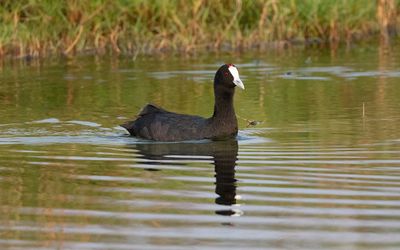 Red-knobbed coot (Fulica cristata)