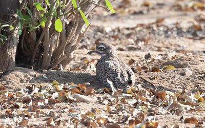 Spotted thick-knee (Burhinus capensis)
