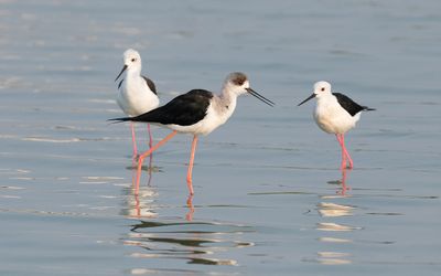Black-winged stilt