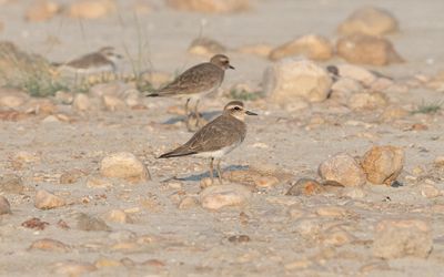 Caspian plover (Anarhynchus asiaticus)