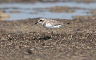 Tibetan sand plover (Anarhynchus atrifrons)