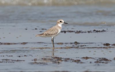 Greater sand plover (Charadrius leschenaultii)