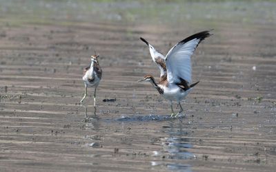 pheasant-tailed jacana (Hydrophasianus chirurgus)