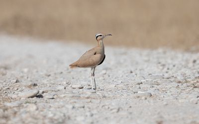 Cream-colored courser (Cursorius cursor)