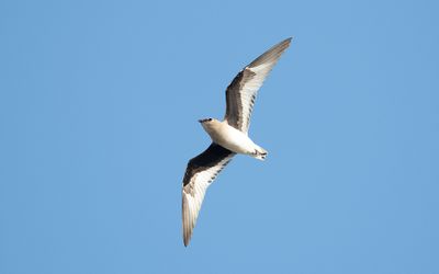 Small pratincole