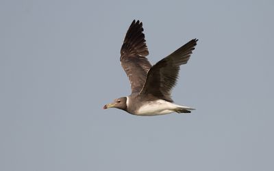 Sooty gull (Ichthyaetus hemprichii)